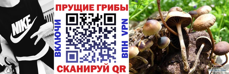 купить  цена  Новотроицк  hydra зеркало  Галлюциногенные грибы прущие грибы 